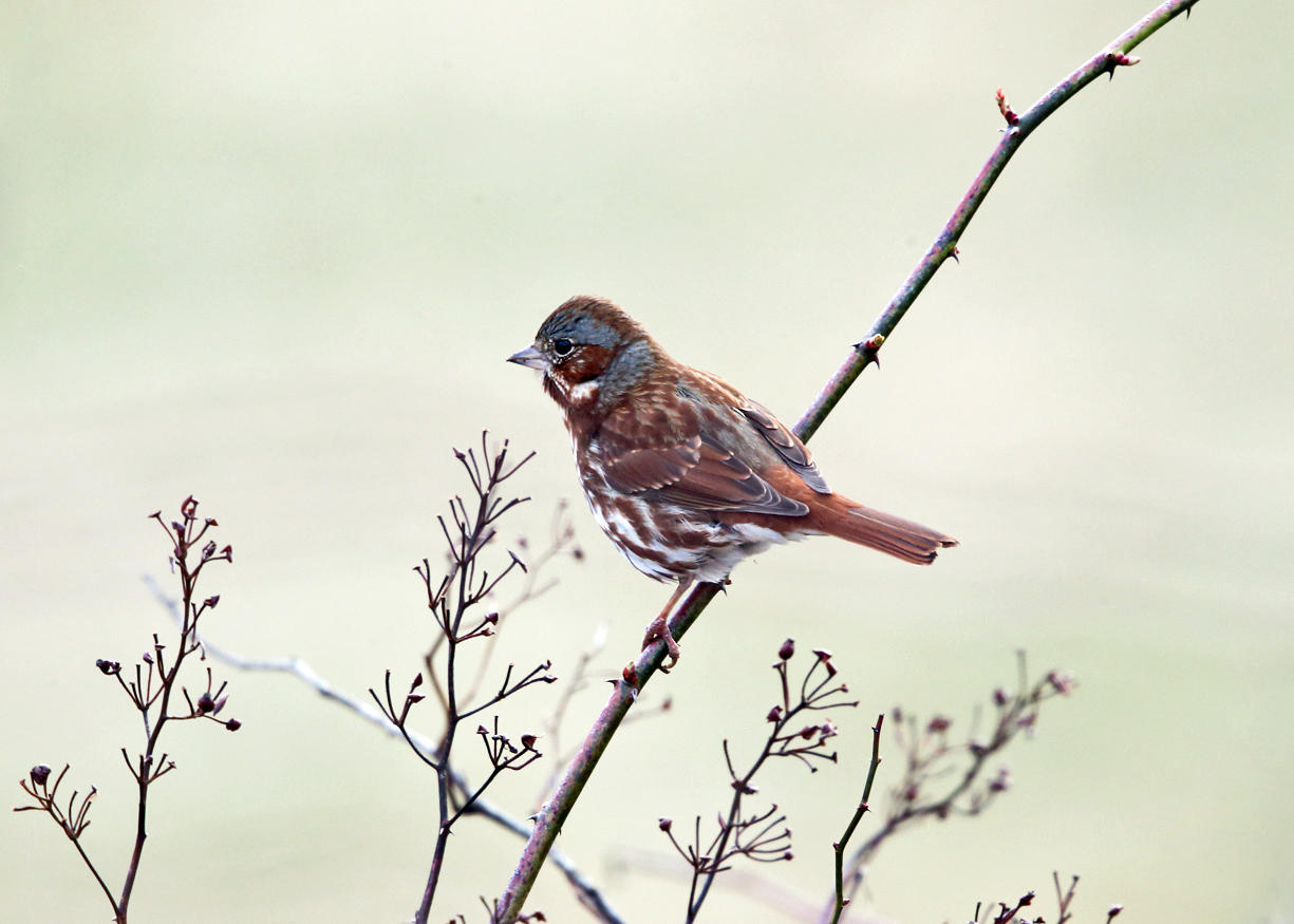 Fox Sparrow - Passerella iliaca