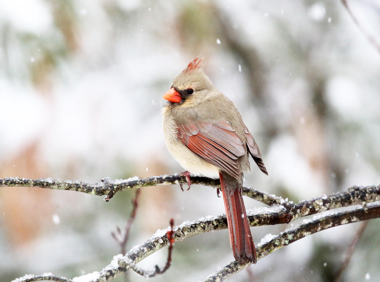 Northern Cardinal - Cardinalis cardinalis