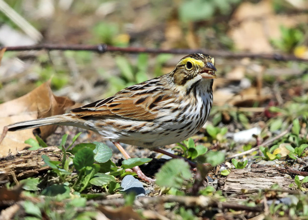 Savannah Sparrow - Passerculus sandwichensis