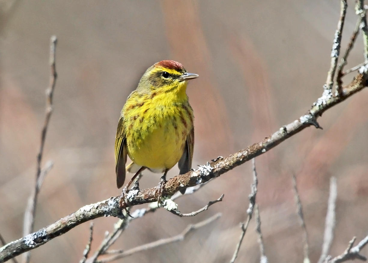 Palm Warbler - Setophaga palmarum