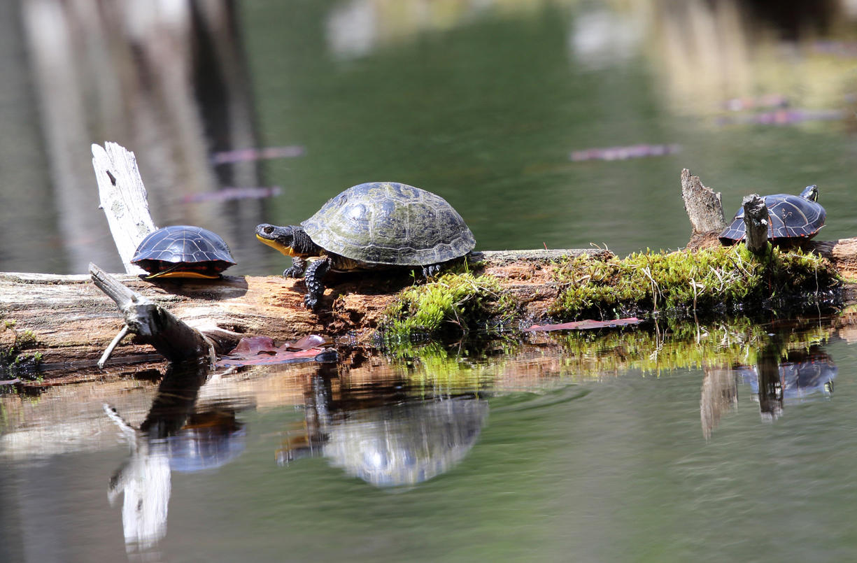 Blandings Turtle - Emydoidea blandingii