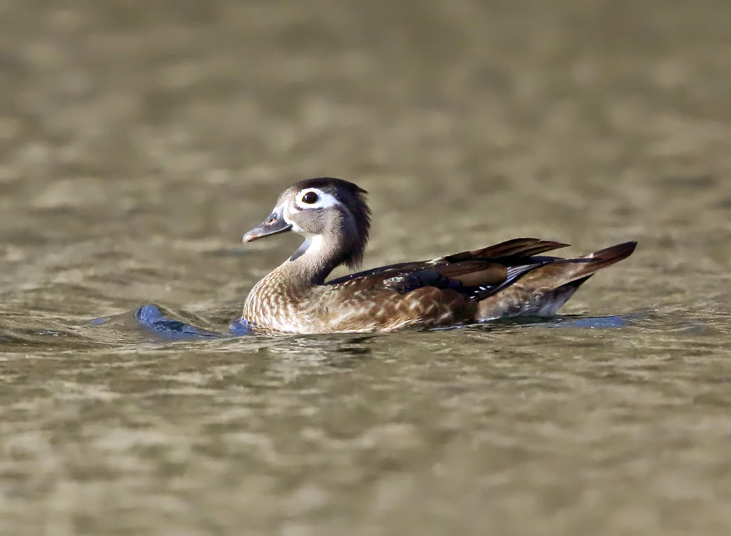 Wood Duck - Aix sponsa (female)