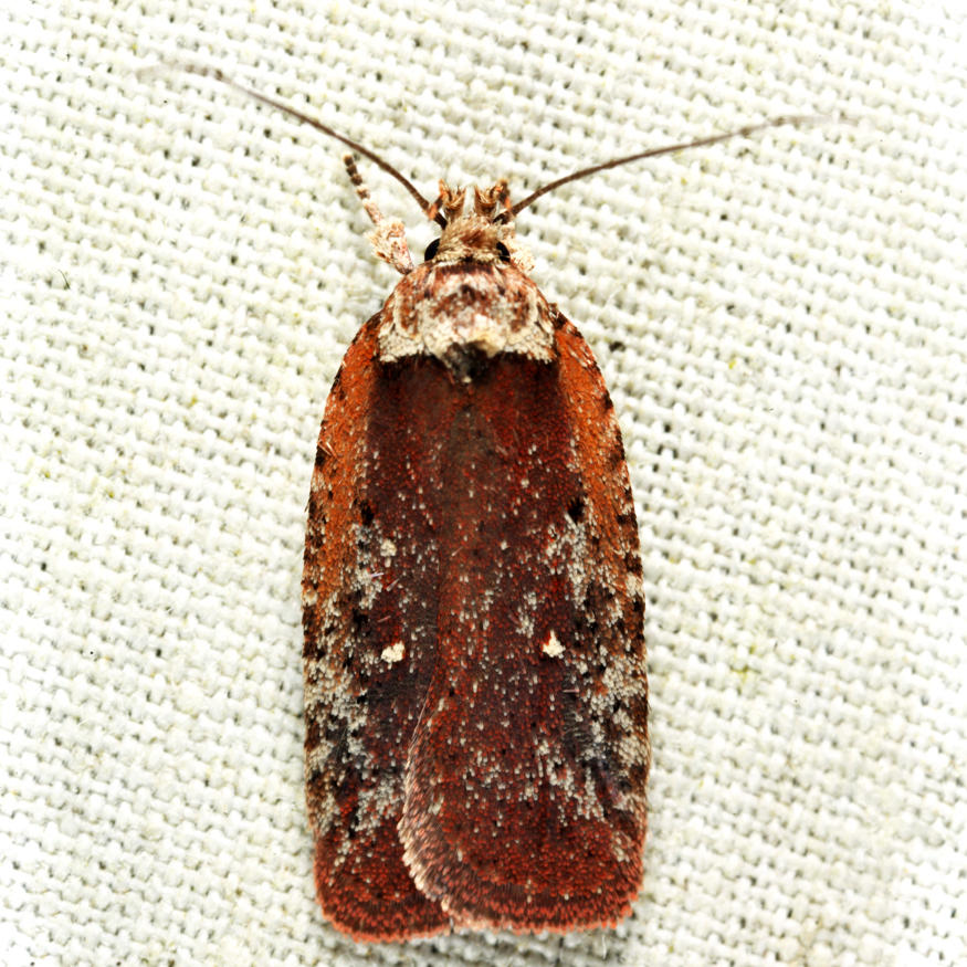 0869 - Walsinghams Agonopterix - Agonopterix walsinghamella