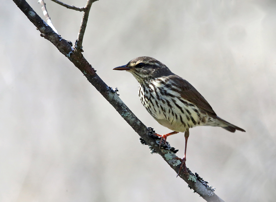 Northern Waterthrush - Parkesia noveboracensis