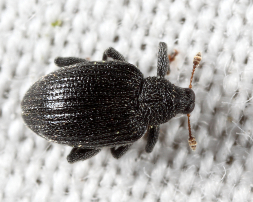 Apple Flea Weevil - Orchestes pallicornis