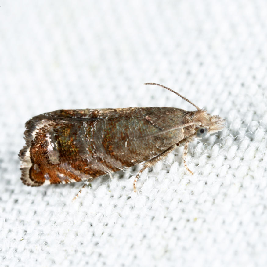 3415 - Southern Pine Catkinworm Moth - Satronia tantilla