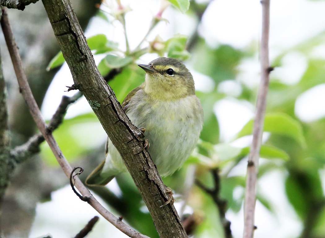 Tennessee Warbler - Oreothlypis peregrina