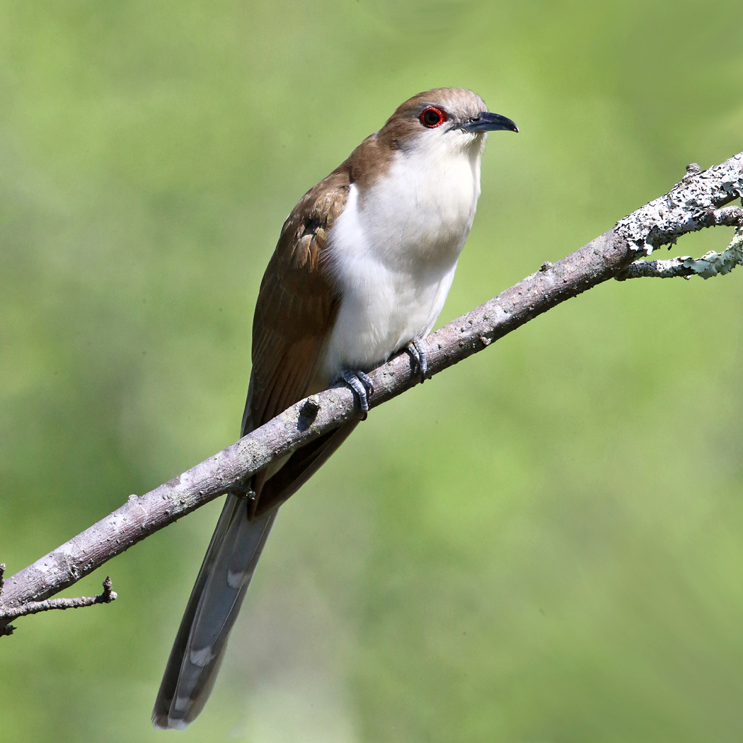 Black-billed Cuckoo - Coccyzus erythropthalmus