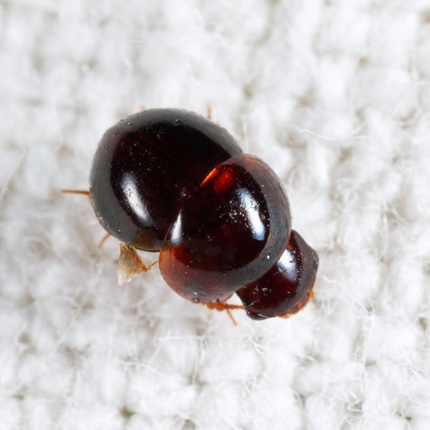Agathidium sp.