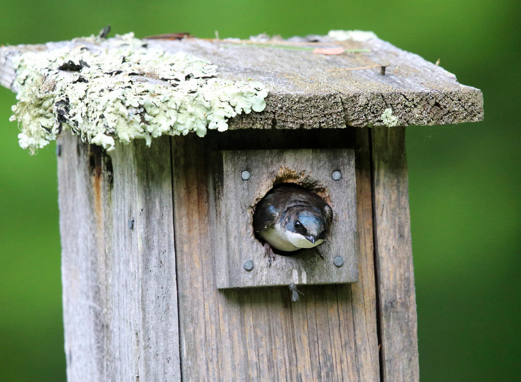 Tree Swallow - Tachycineta bicolor