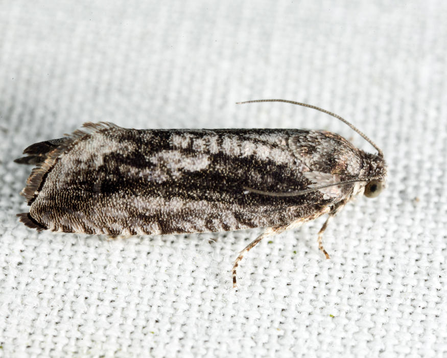 3464 - Cydia lacustrina