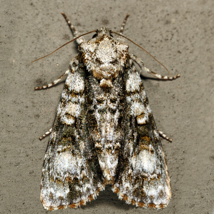 9226 - Splendid Dagger - Acronicta superans