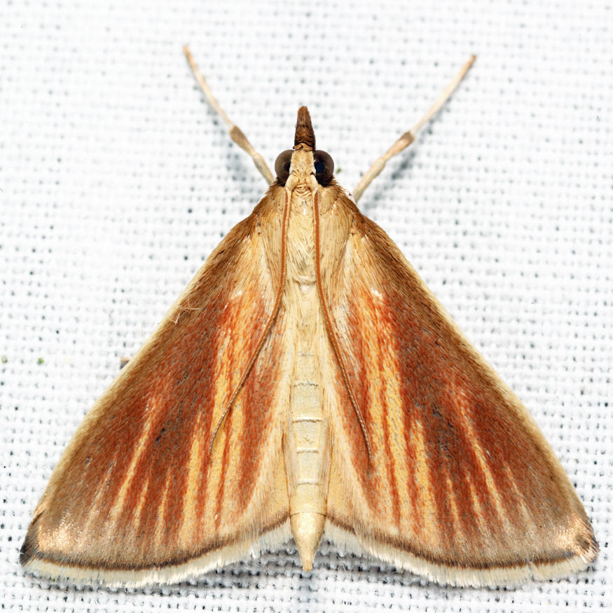 4937 - Streaked Orange - Nascia acutellus
