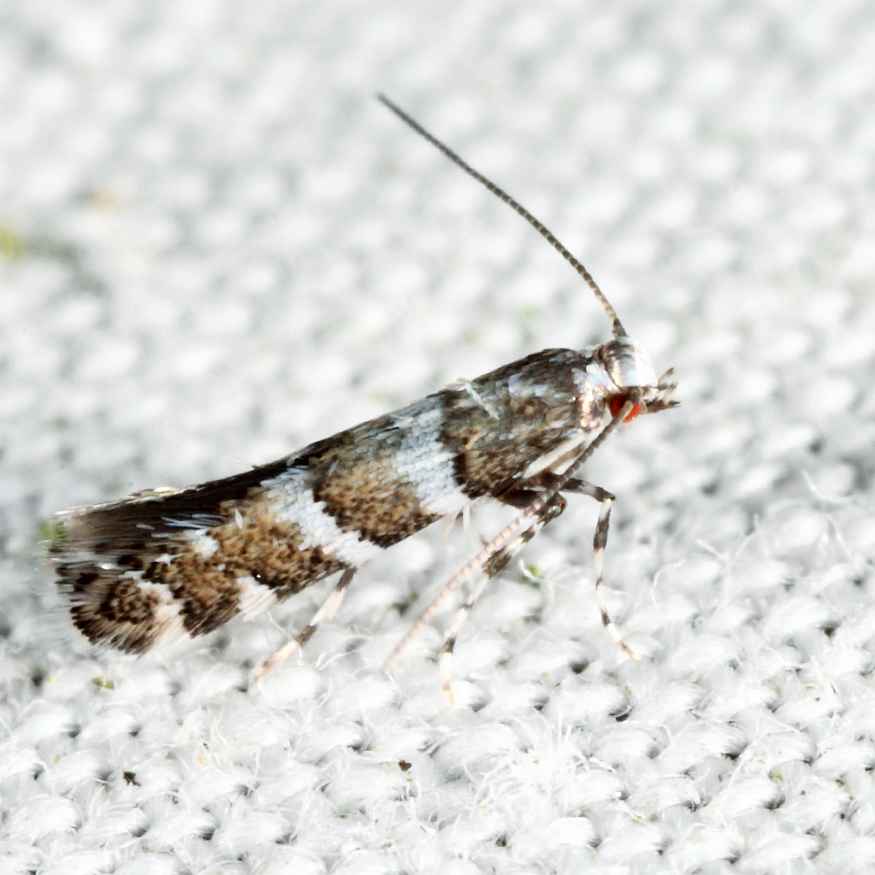 0708 - White Pine Barkminer Moth - Marmara fasciella