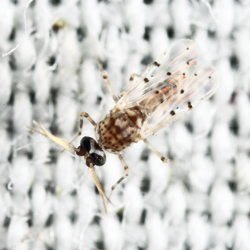 Alluaudomyia sp.