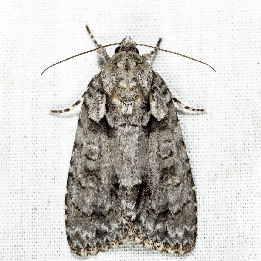 Acronicta sp.