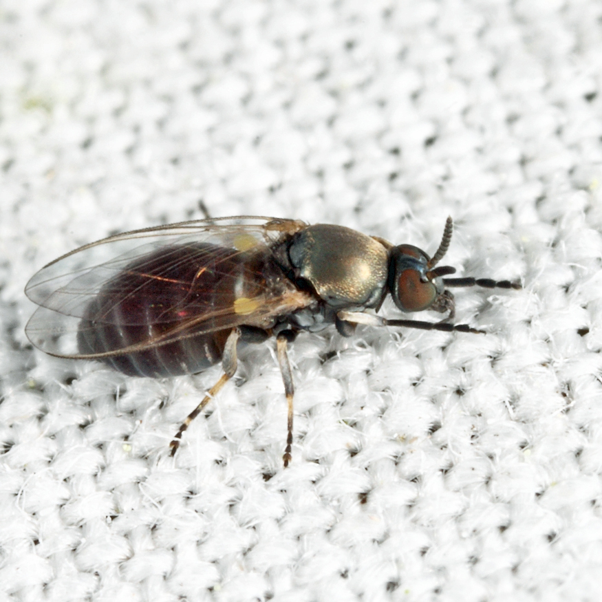 Simulium sp.