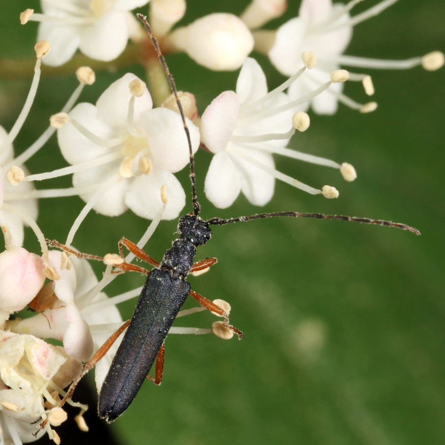 Encyclops caerulea