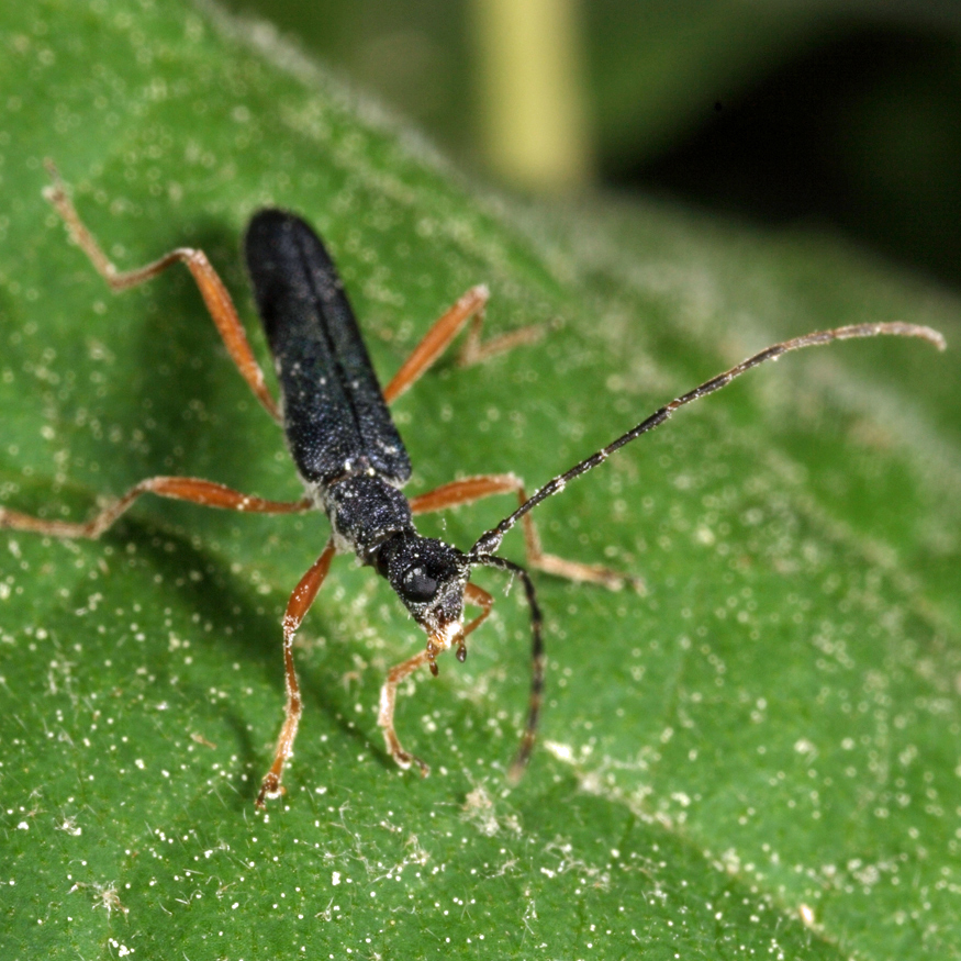 Encyclops caerulea