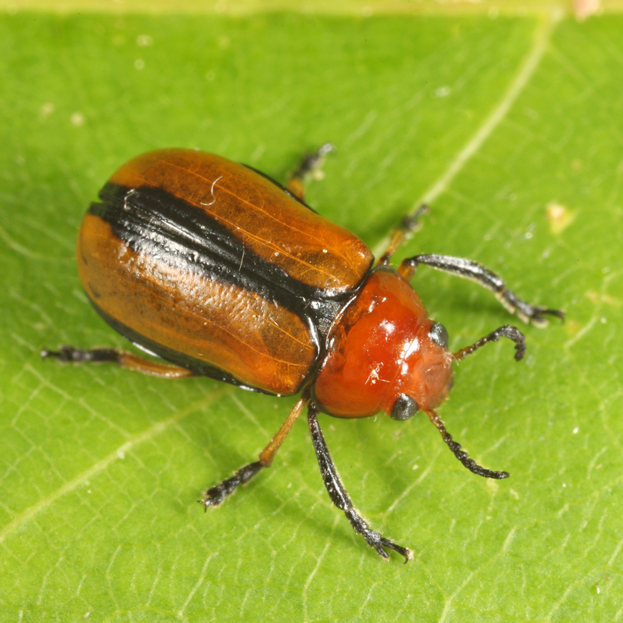 Clay-colored Leaf Beetle - Anomoea laticlavia