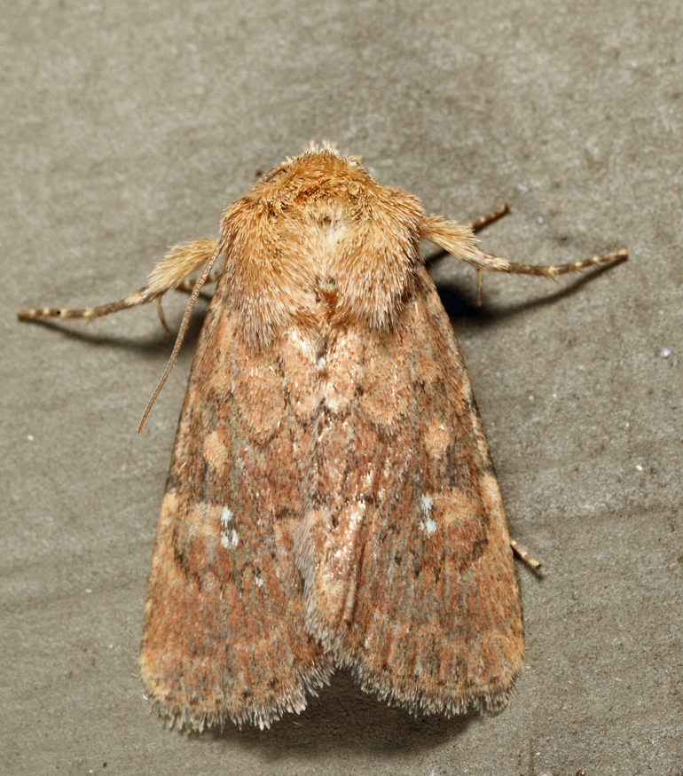 10532.1  Southern Scurfy Quaker  Homorthodes lindseyi
