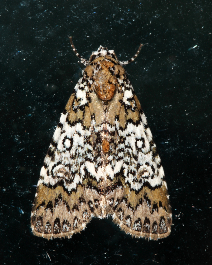 9061 - Owl-eyed Bird Dropping Moth - Cerma cora