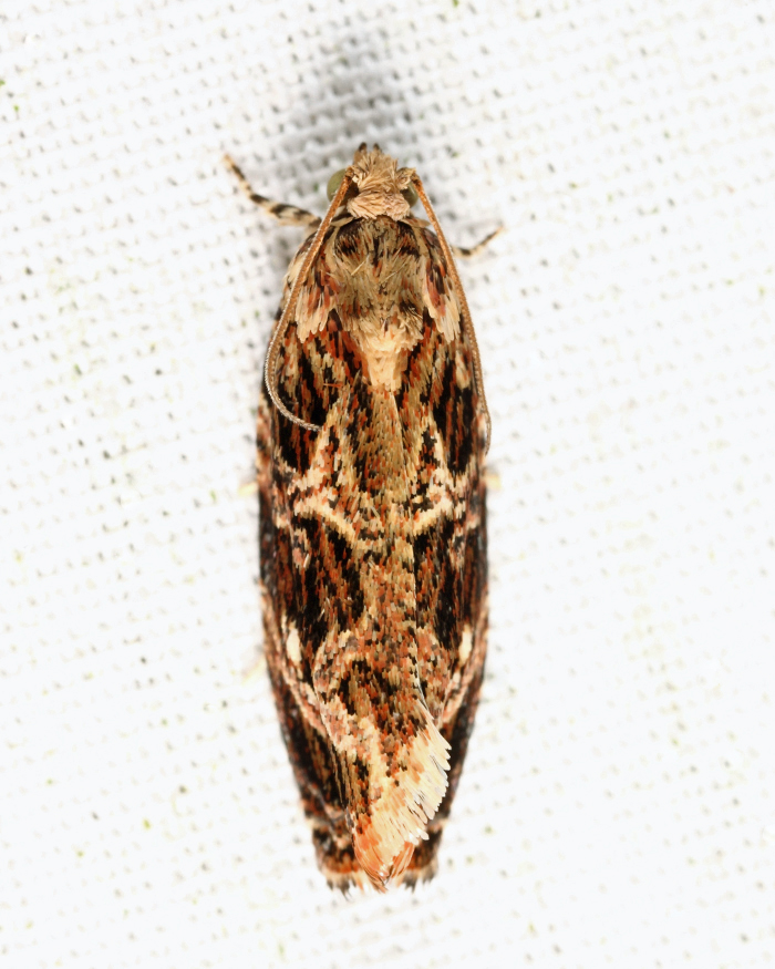2771 - Macram Moth - Phaecasiophora confixana