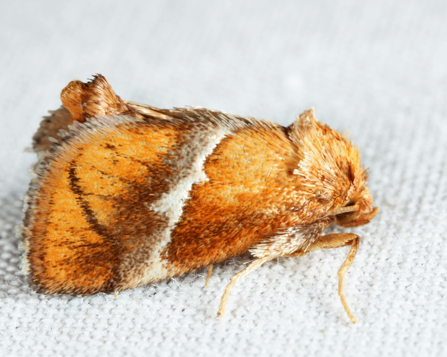 4665 - Yellow-shouldered Slug Moth - Lithacodes fasciola