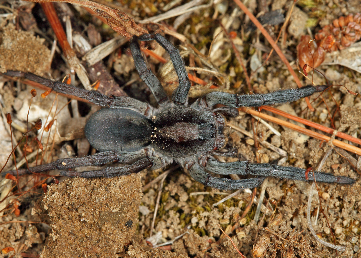 Geolycosa sp. (Burrowing Wolf Spider)
