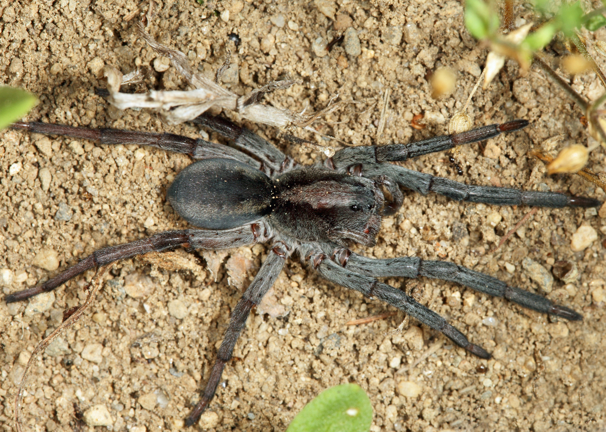 Geolycosa sp. (Burrowing Wolf Spider)