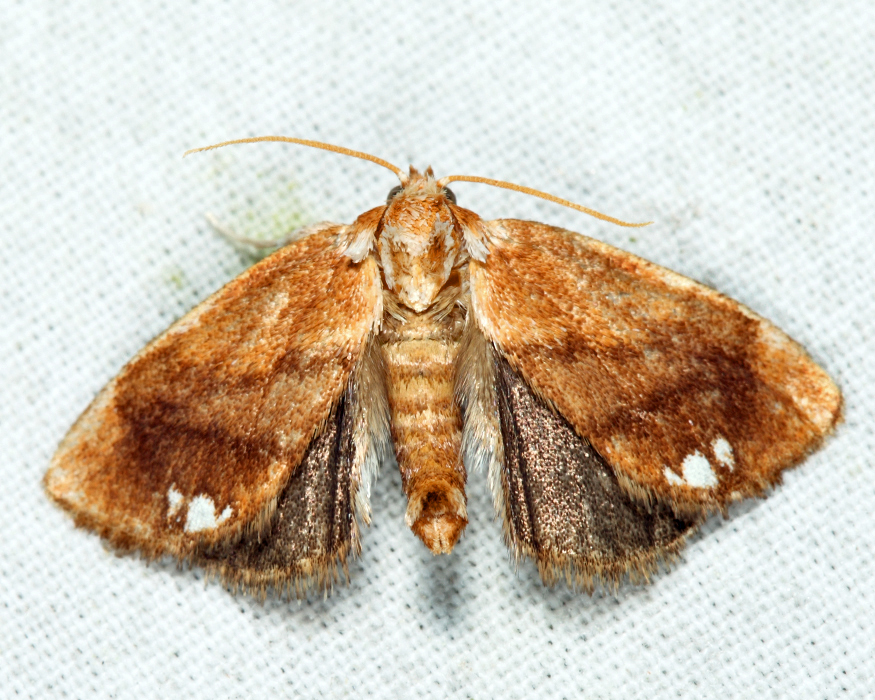 4659 - Jeweled Tailed Slug Moth - Packardia geminata