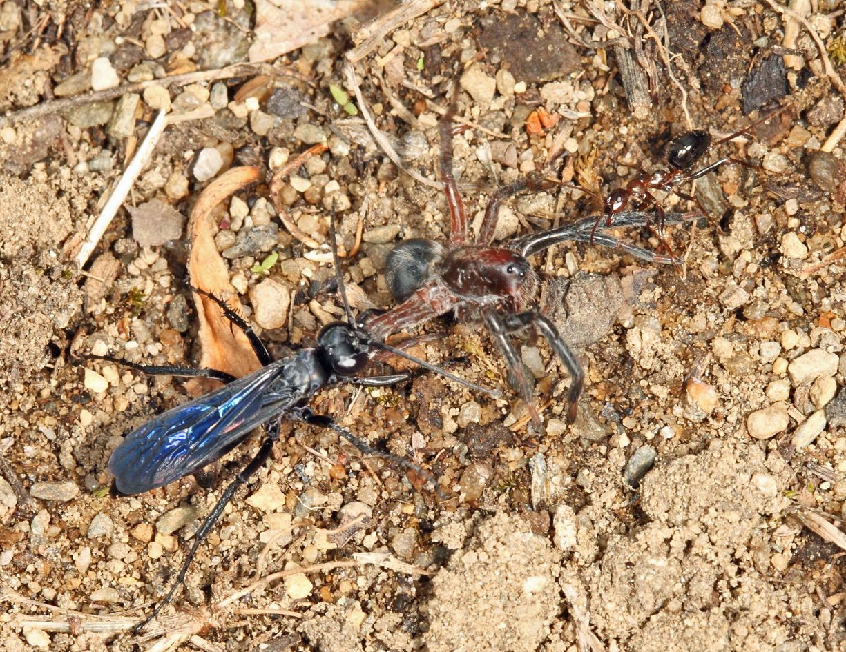 Anoplius nigritus (with paralized Geolycosa spider)