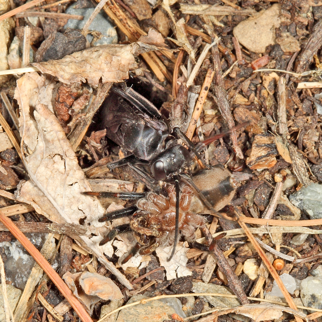 Anoplius nigritus (with paralized Geolycosa spider)