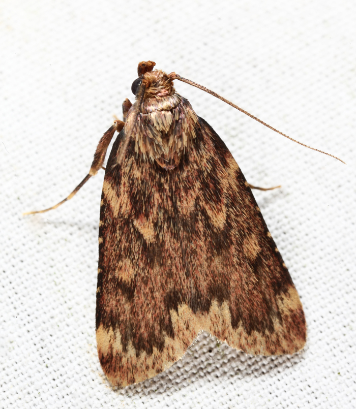 5518 - Grease Moth - Aglossa cuprina