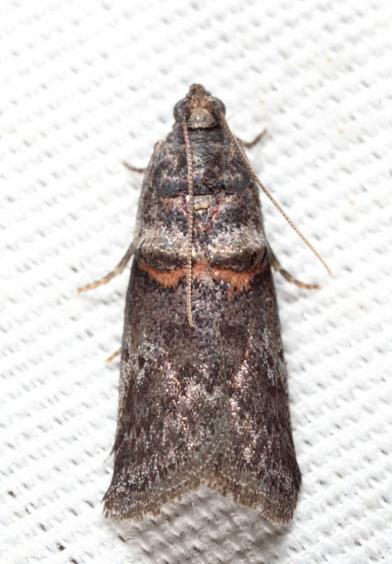 Acrobasis sp.