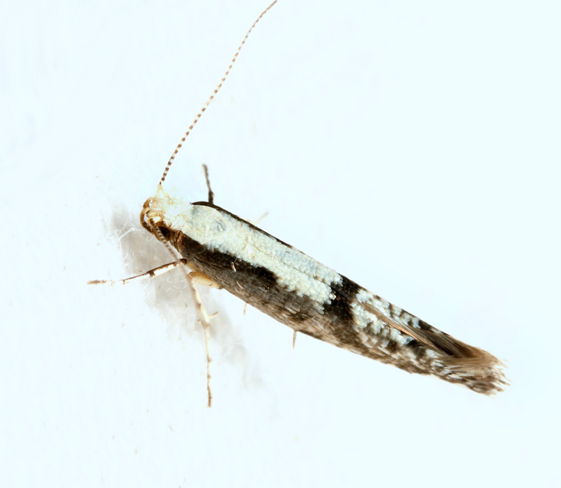 2449 - Apple Fruit Moth - Argyresthia conjugella 7-11