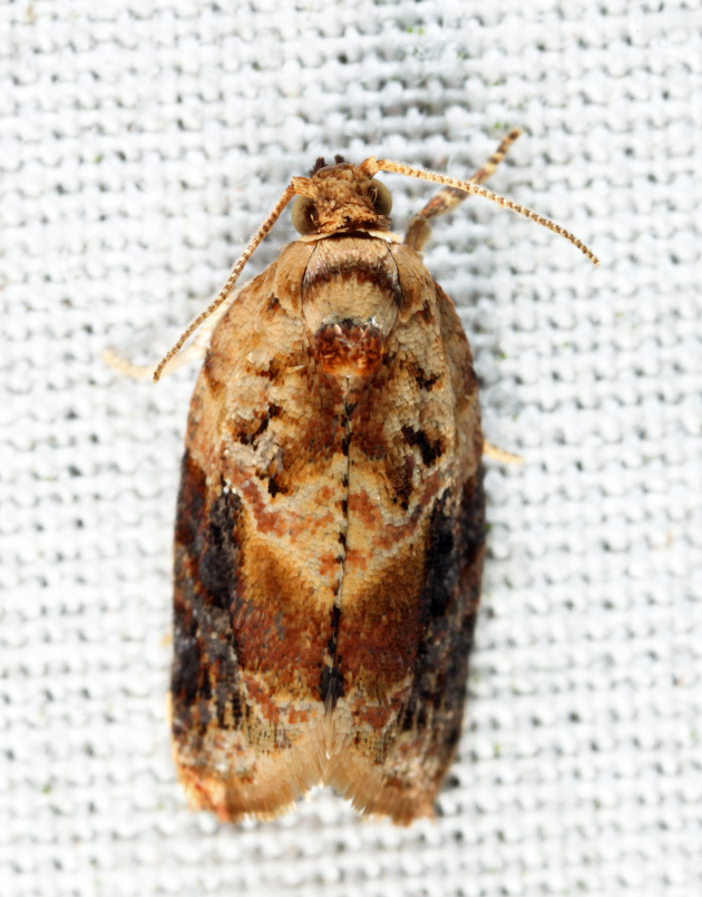 3597  Red-banded Leafroller  Argyrotaenia velutinana