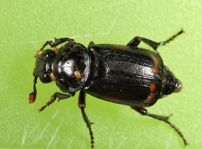 Nicrophorus pustulatus