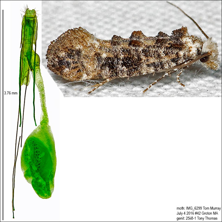 0317 - Clemens Bark Moth - Xylesthia pruniramiella