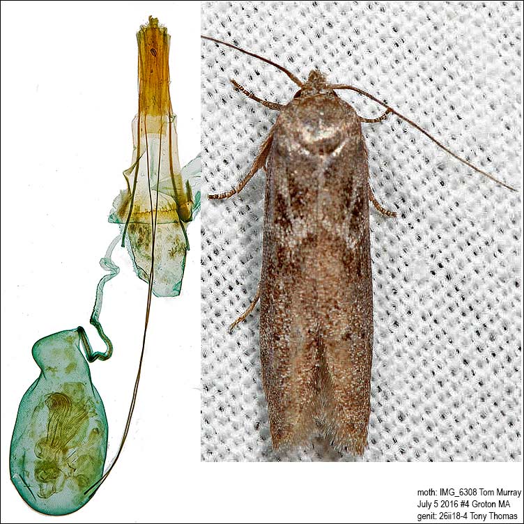 1162 - Acorn Moth - Blastobasis glandulella
