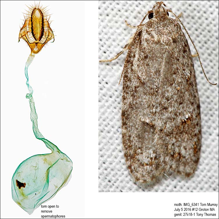 0911 - Bog Bibarrambla - Bibarrambla allenella