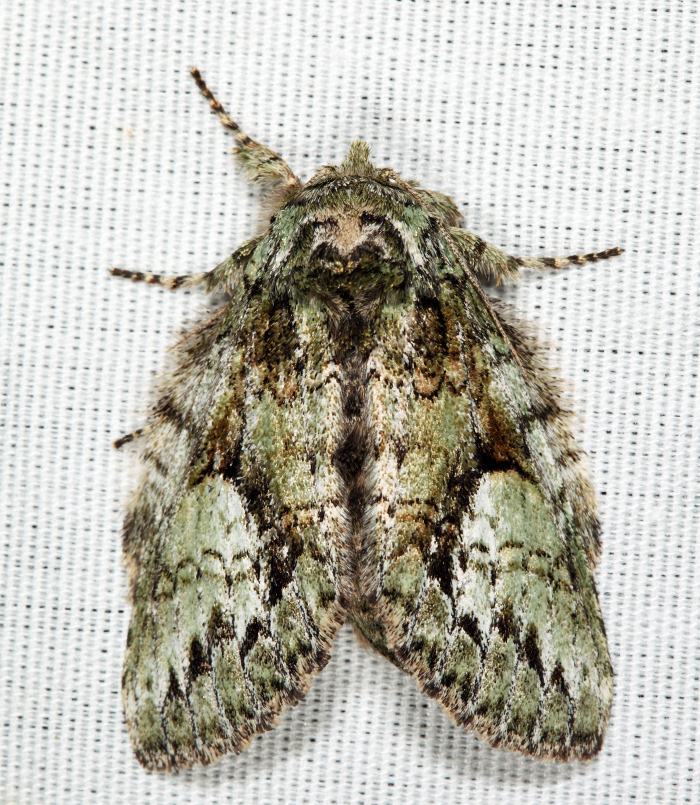 7990  White-blotched Heterocampa  Heterocampa umbrata