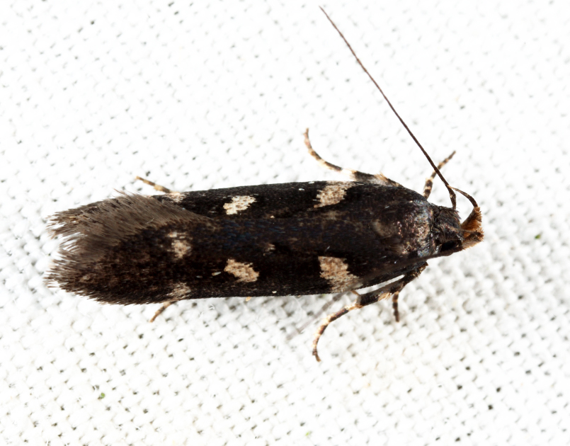 2187 - Six-spotted Aroga - Aroga compositella