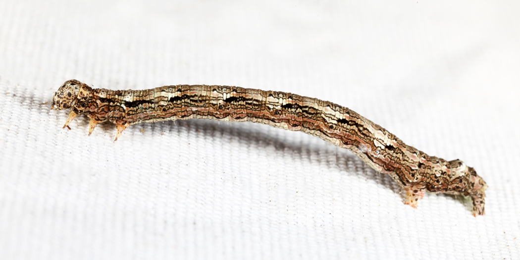 6888 - Hemlock Looper - Lambdina fiscellaria