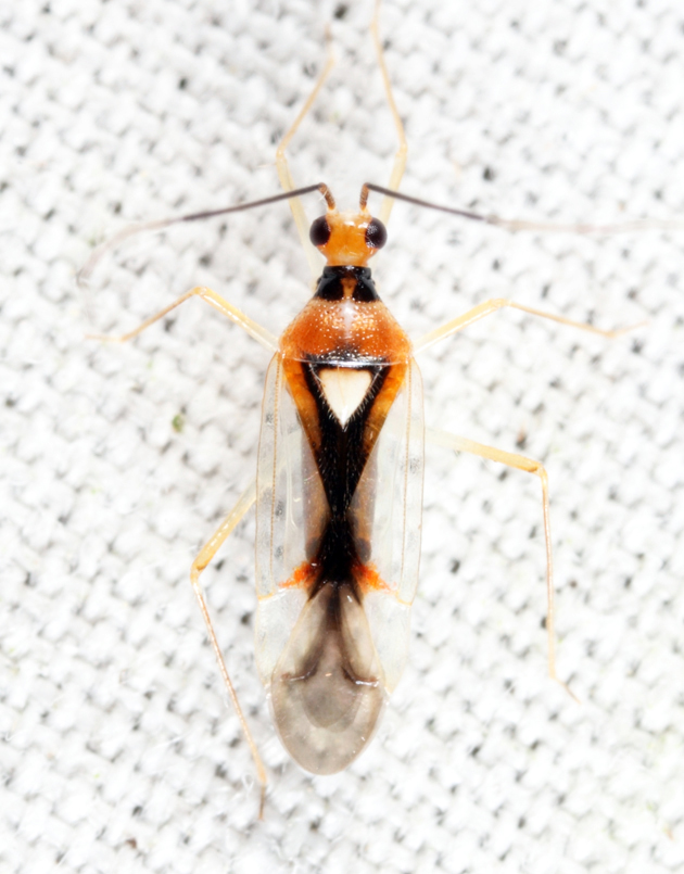 Hyaliodes harti