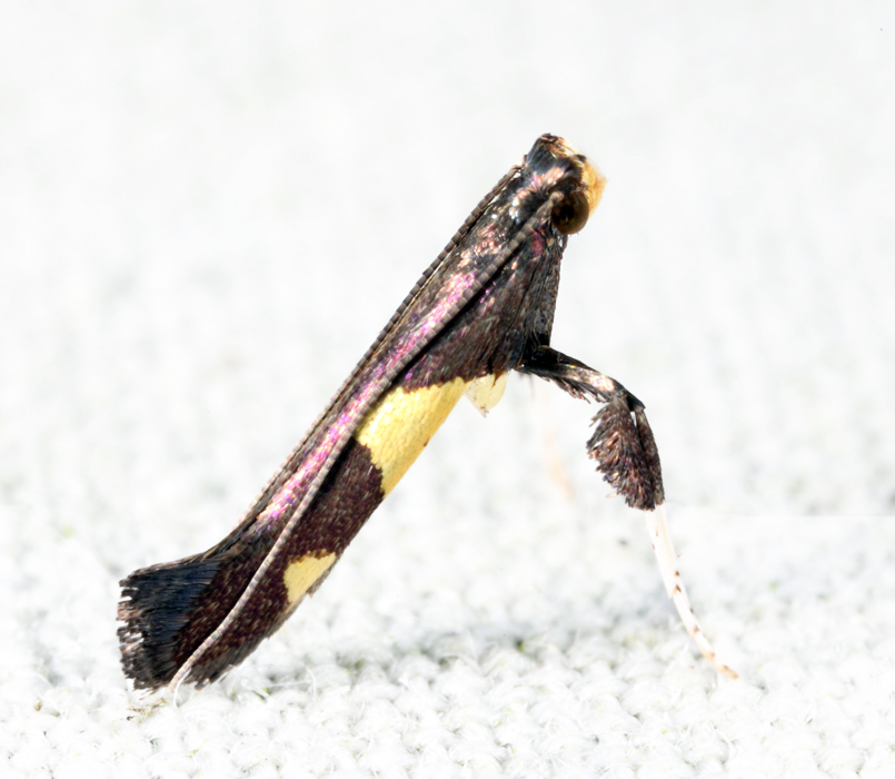 0595 - Caloptilia bimaculatella