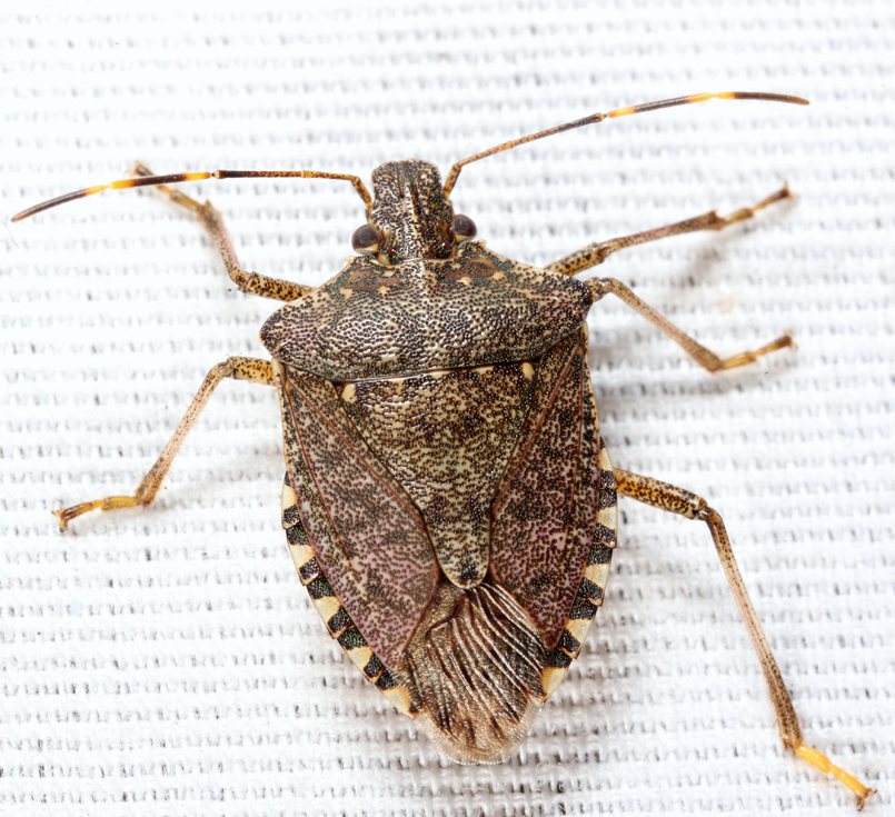 Brown Marmorated Stink Bug - Halyomorpha halys
