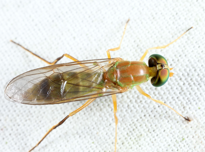 Ptecticus trivittatus