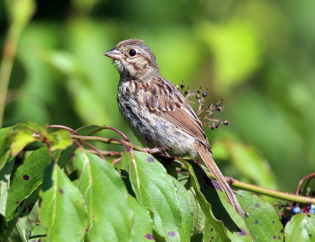Song Sparrow - Melospiza melodia