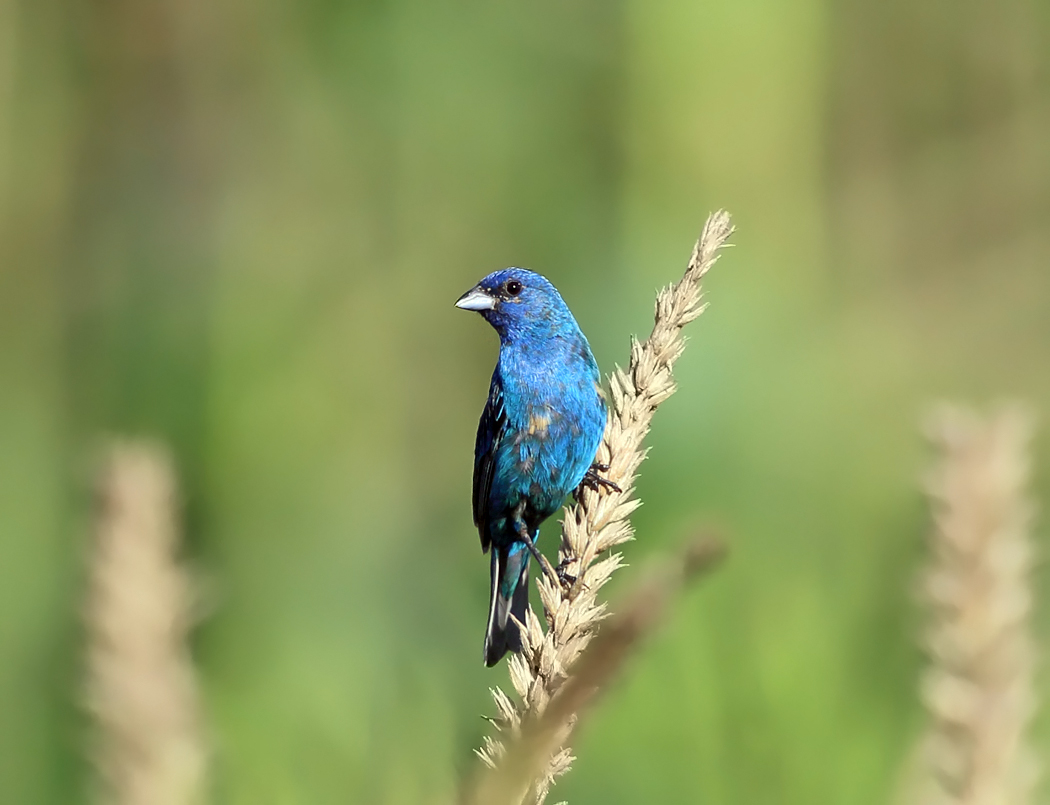 Indigo Bunting - Passerina cyanea